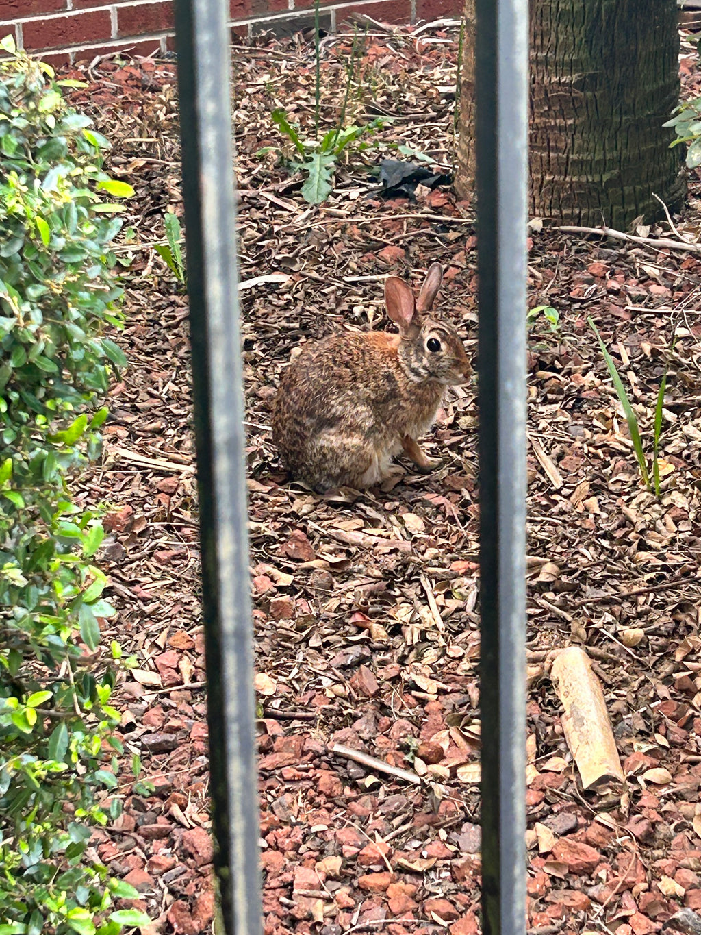Rabbit Hole