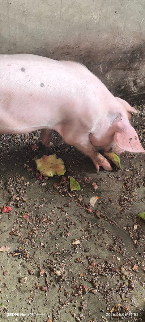 Forced To Be A PiG Posters