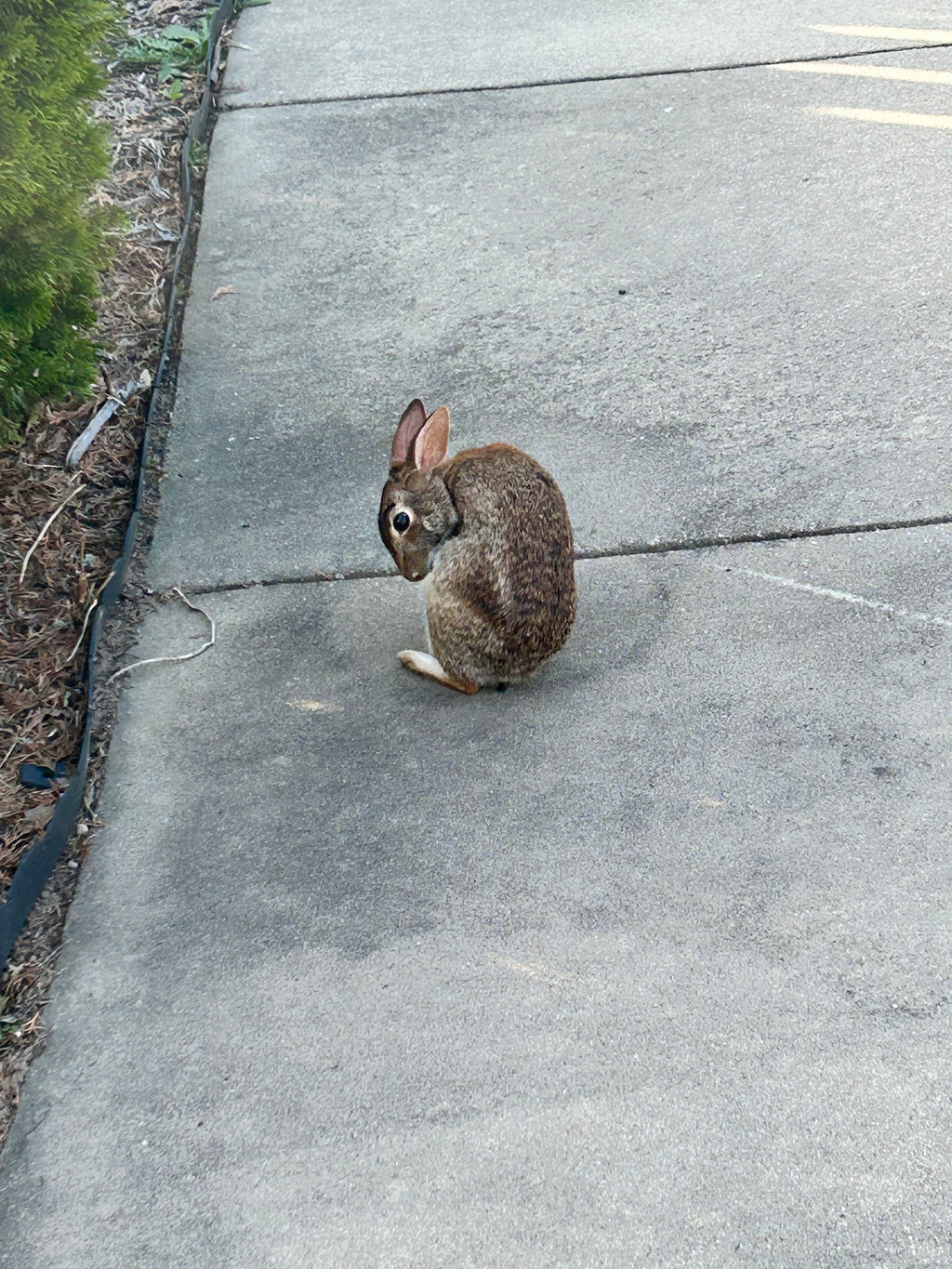 Rabbit Hole