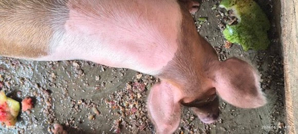 Eat This You PIG-Magazine