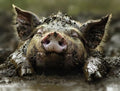 Pig IN MUD