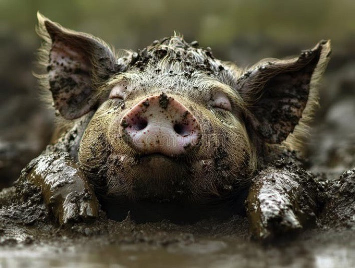 Forced To Be A PiG Posters