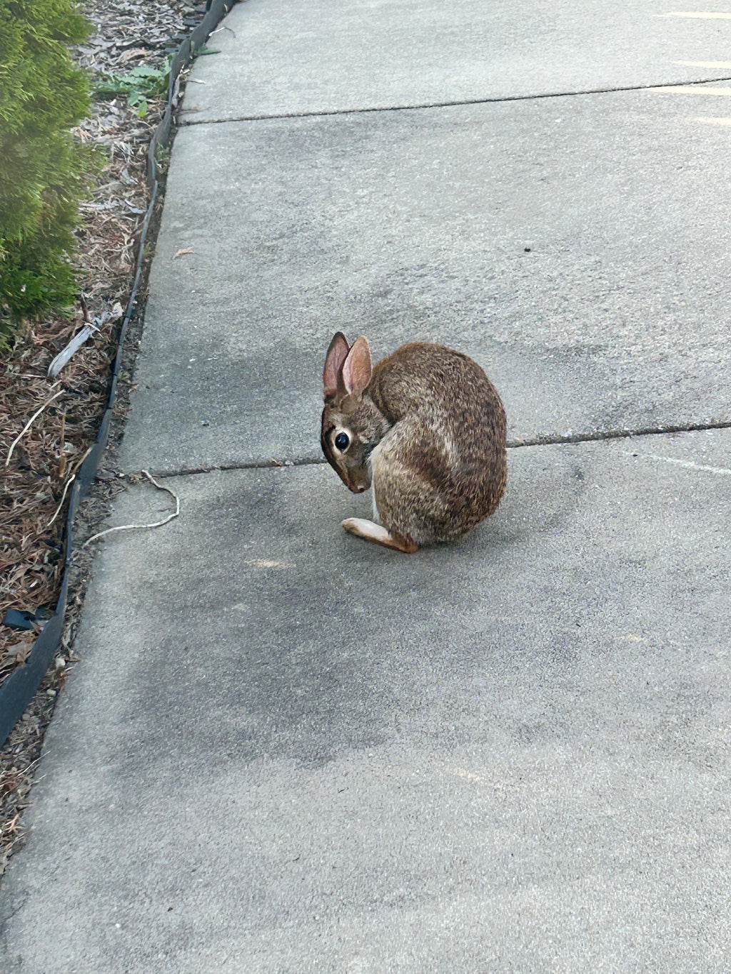 Rabbit Hole