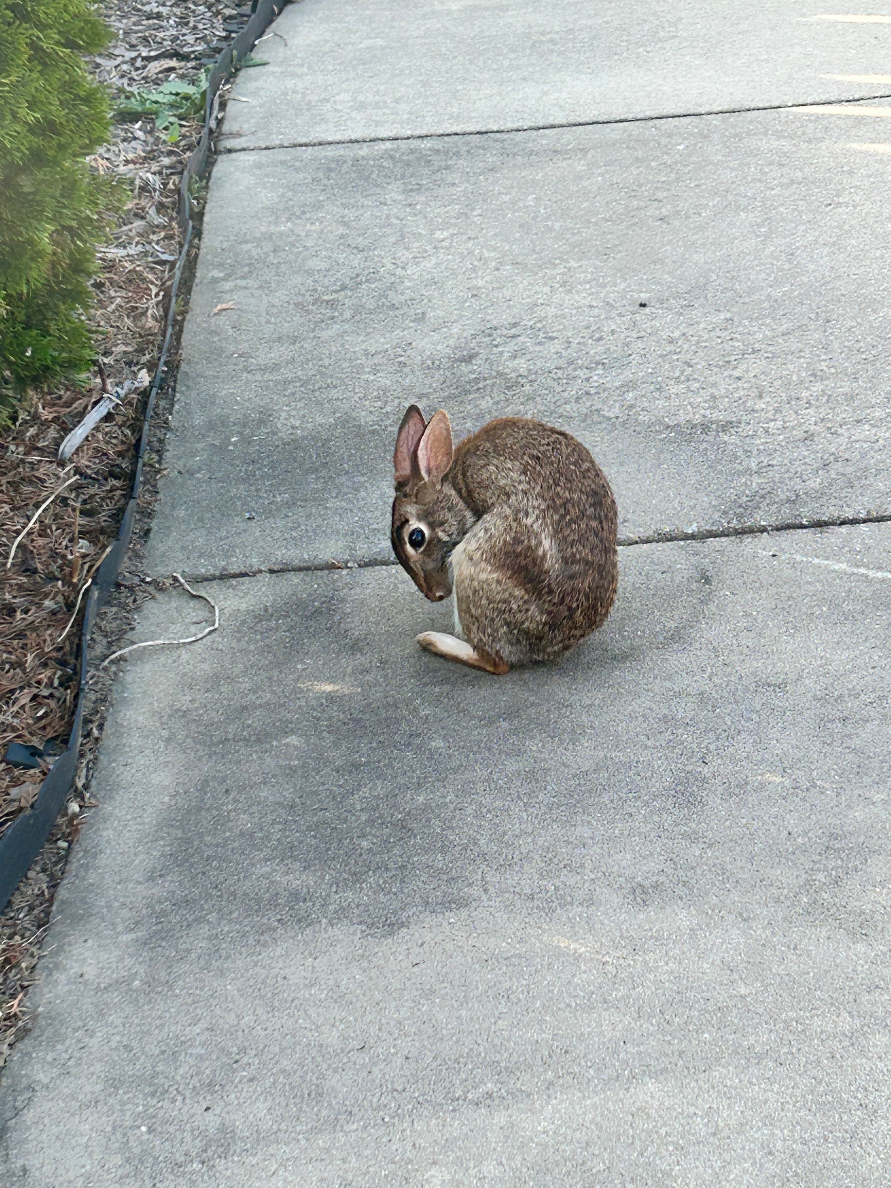 Rabbit Hole