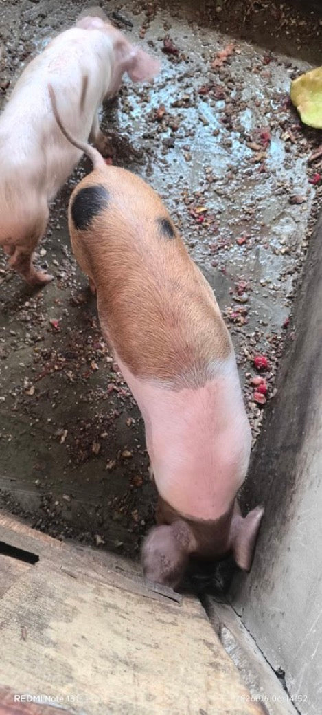 Eat This You PIG-Magazine