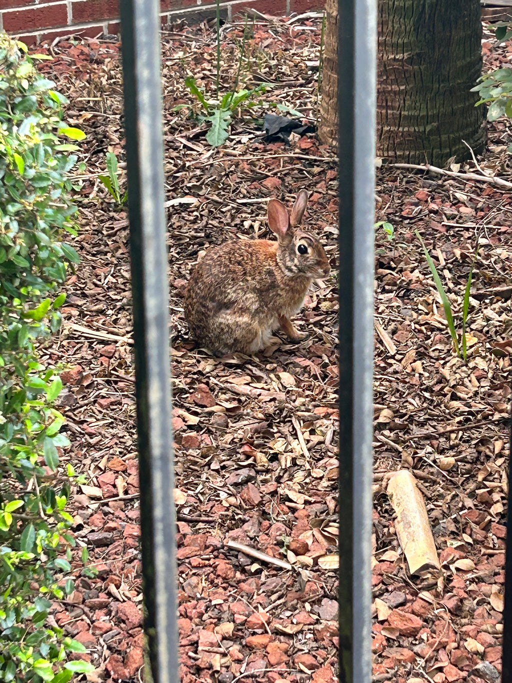 Rabbit Hole