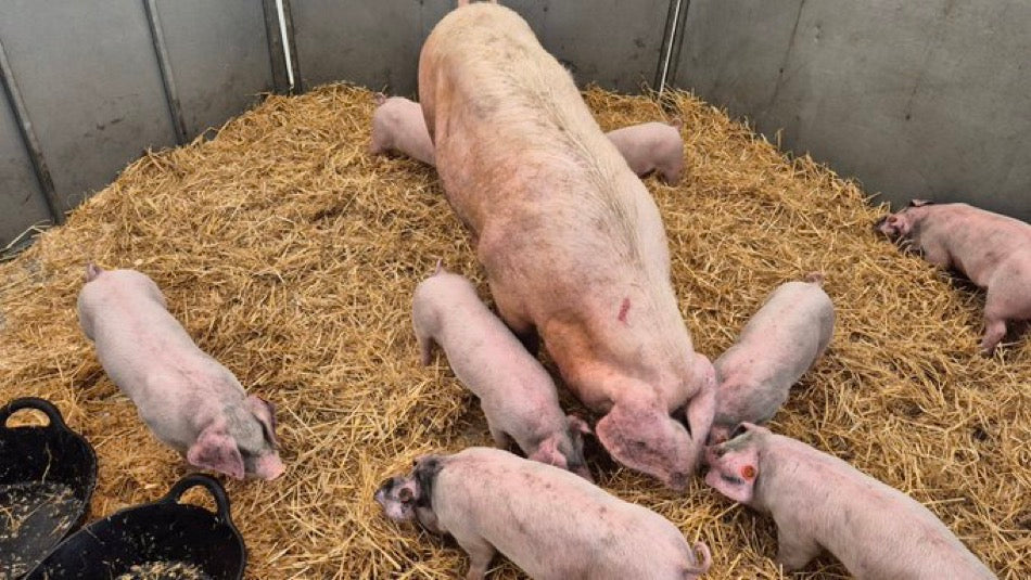 Forced To Be A PiG Posters