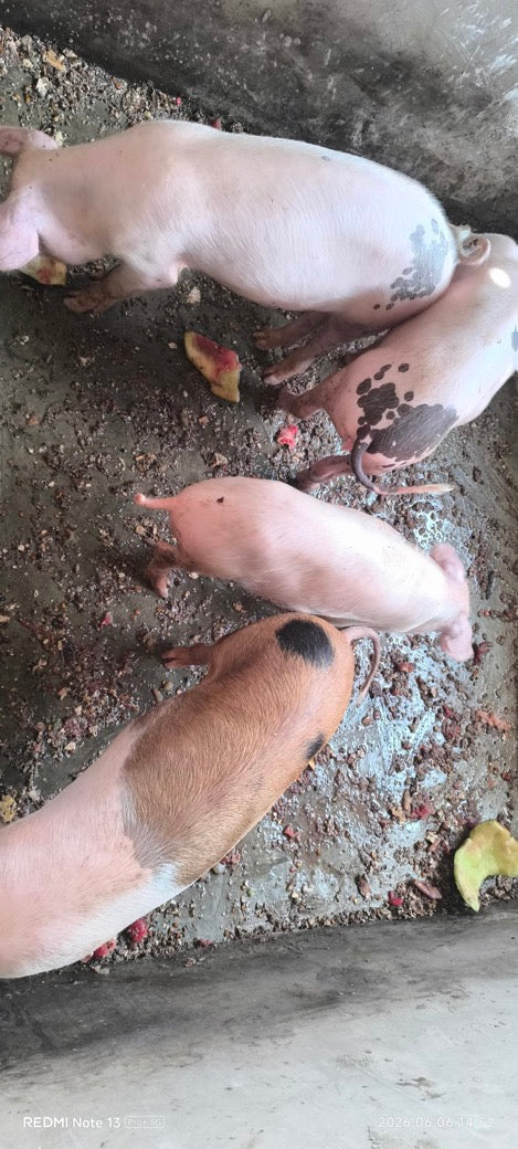 Eat This You PIG-Magazine