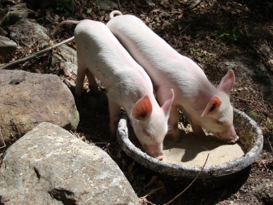 Forced To Be A PiG Posters