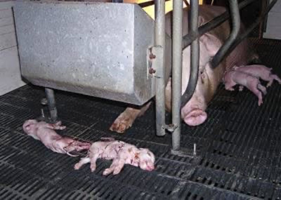 Forced To Be A PiG Posters