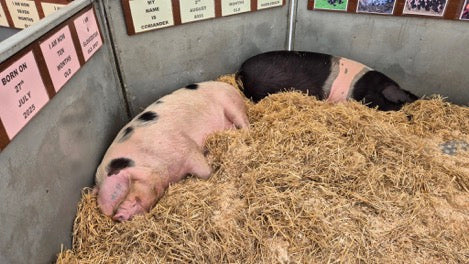 Forced To Be A PiG Posters