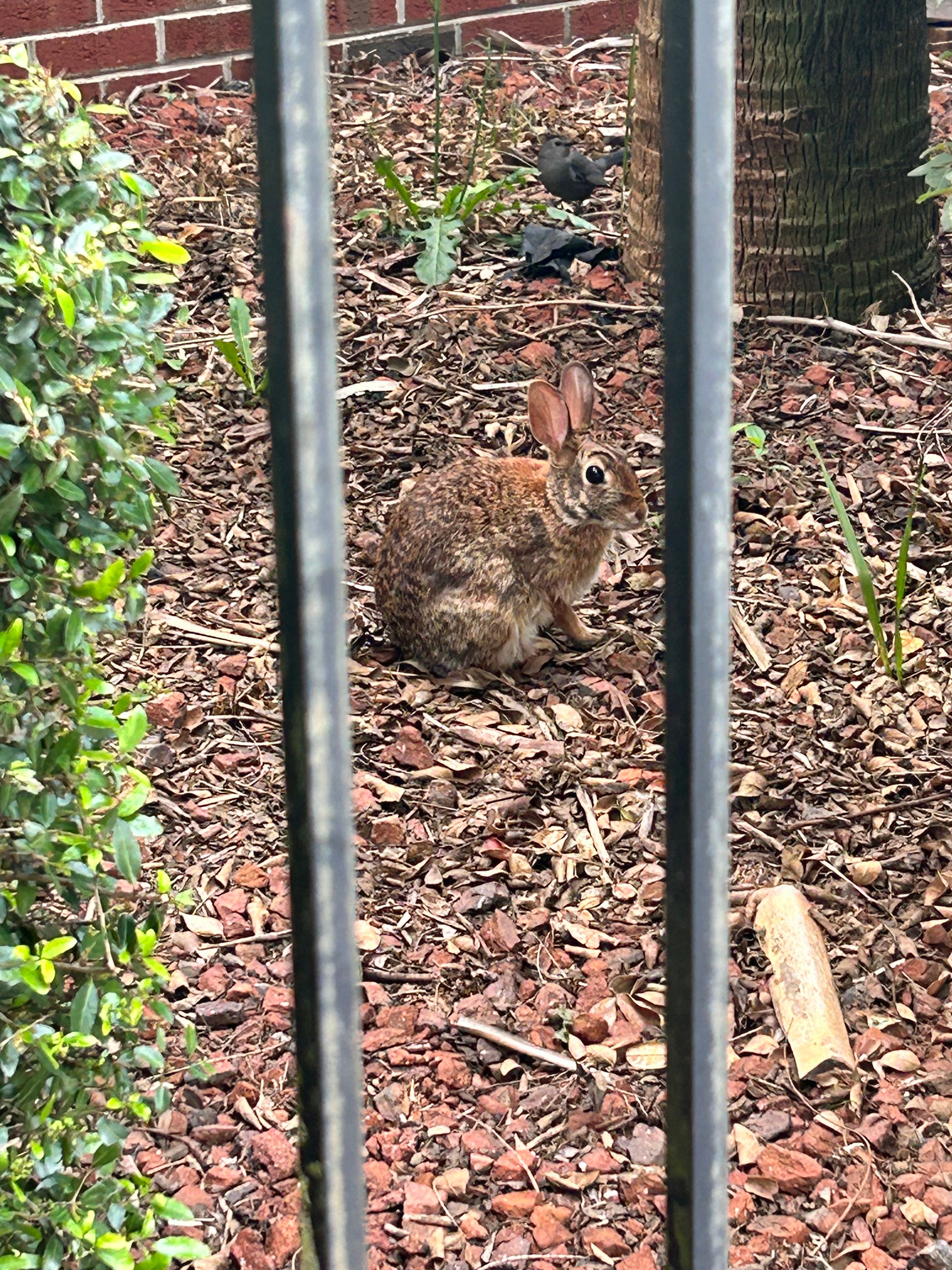 Rabbit Hole