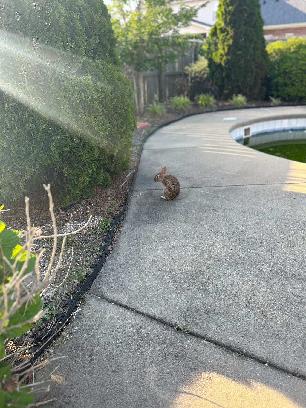 Rabbit Hole