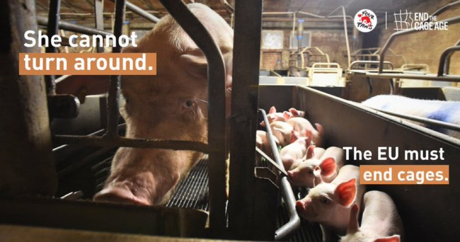 Forced To Be A PiG Posters