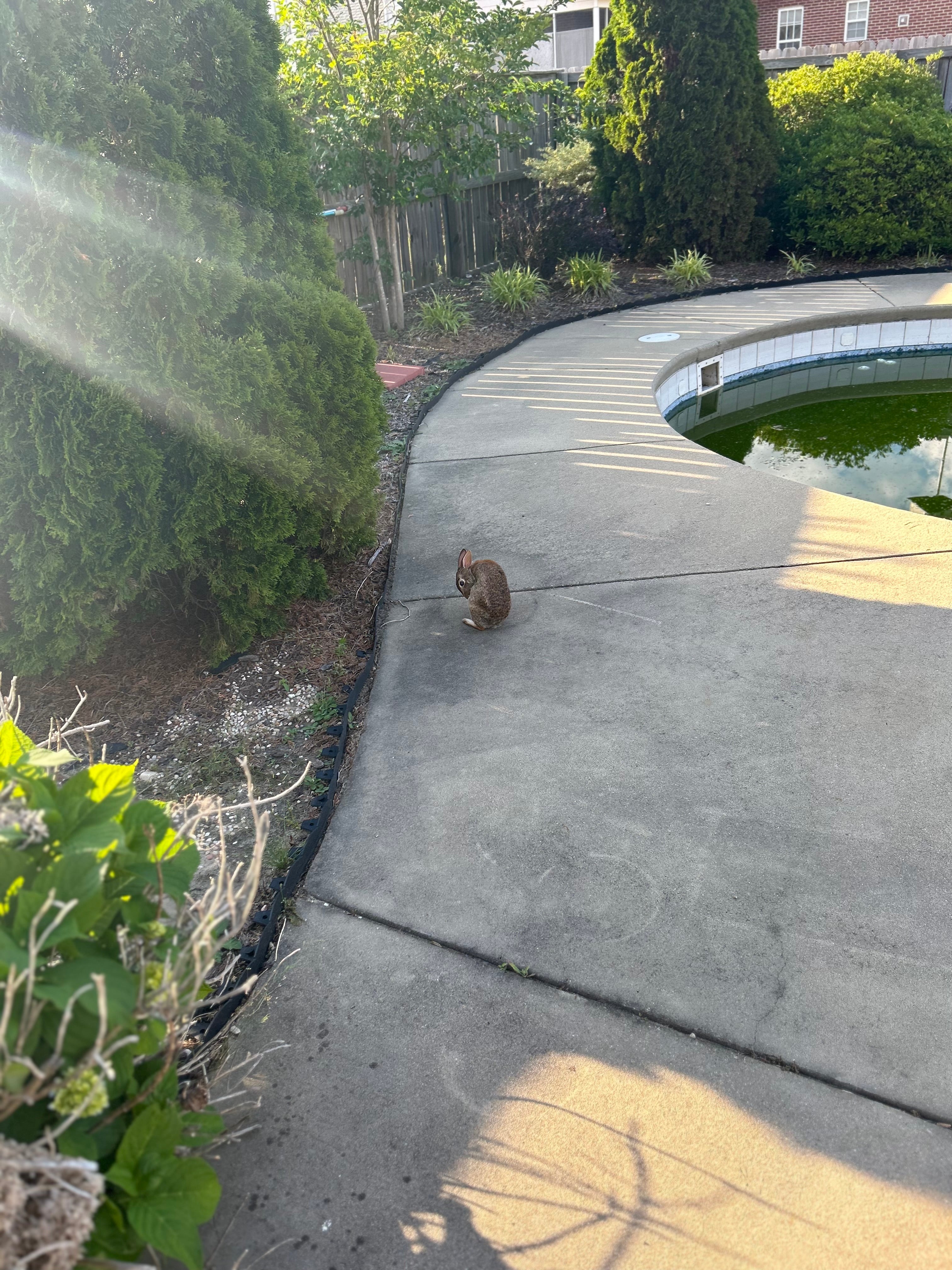Rabbit Hole