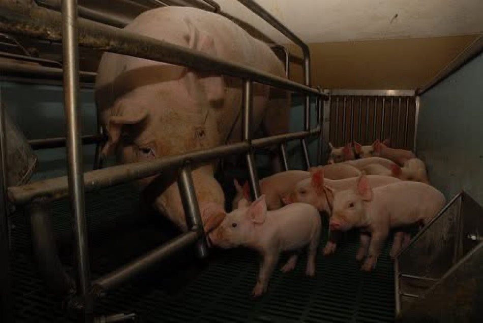 Forced To Be A PiG Posters