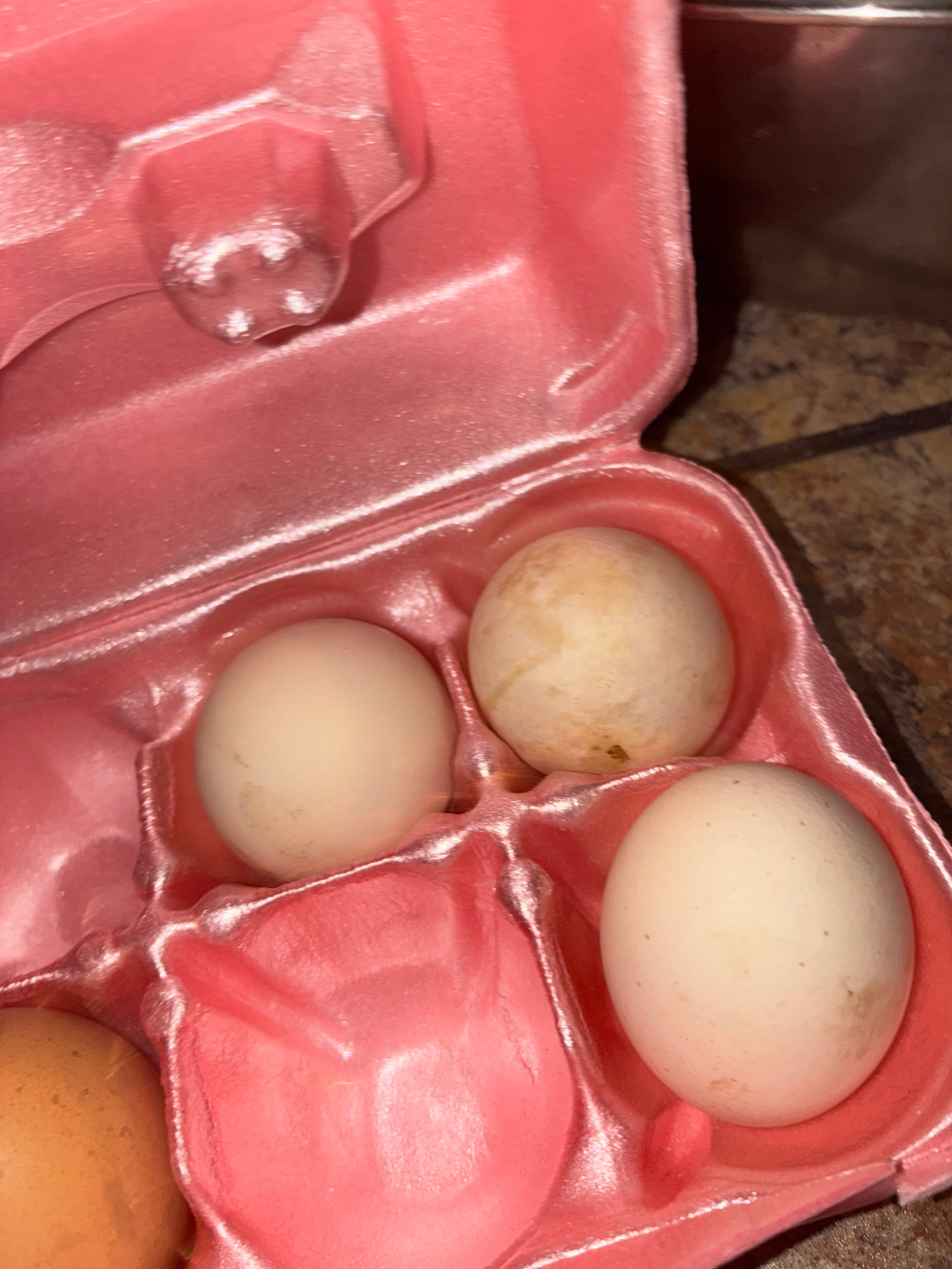 REIGN Sausage & Eggs COOK BOOK