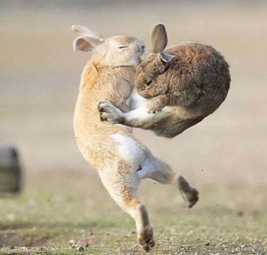 Rabbit Hole