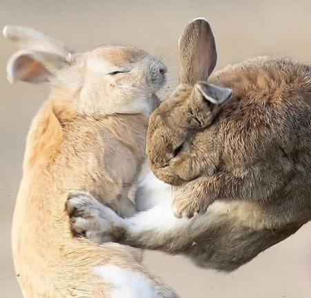 Rabbit Hole